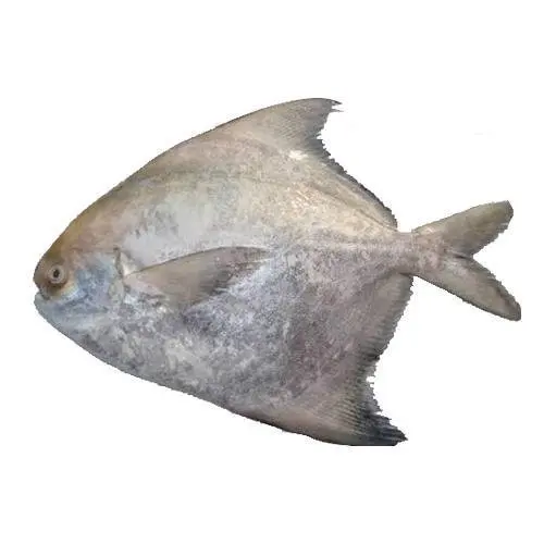 Quality Frozen Black Pomfret fish export from Vietnam (ThaiLien company, Ms Fiona +84908794118)