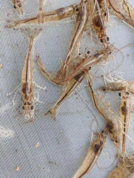 Aquaculture feed additives Runeon II Bile Acids  for shrimp growth perfomance promoter