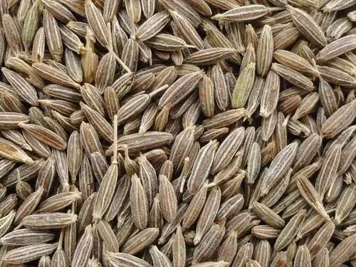 EXPORTS QUALITY CUMIN SEEDS NATURAL CUMINUM CYMINUM