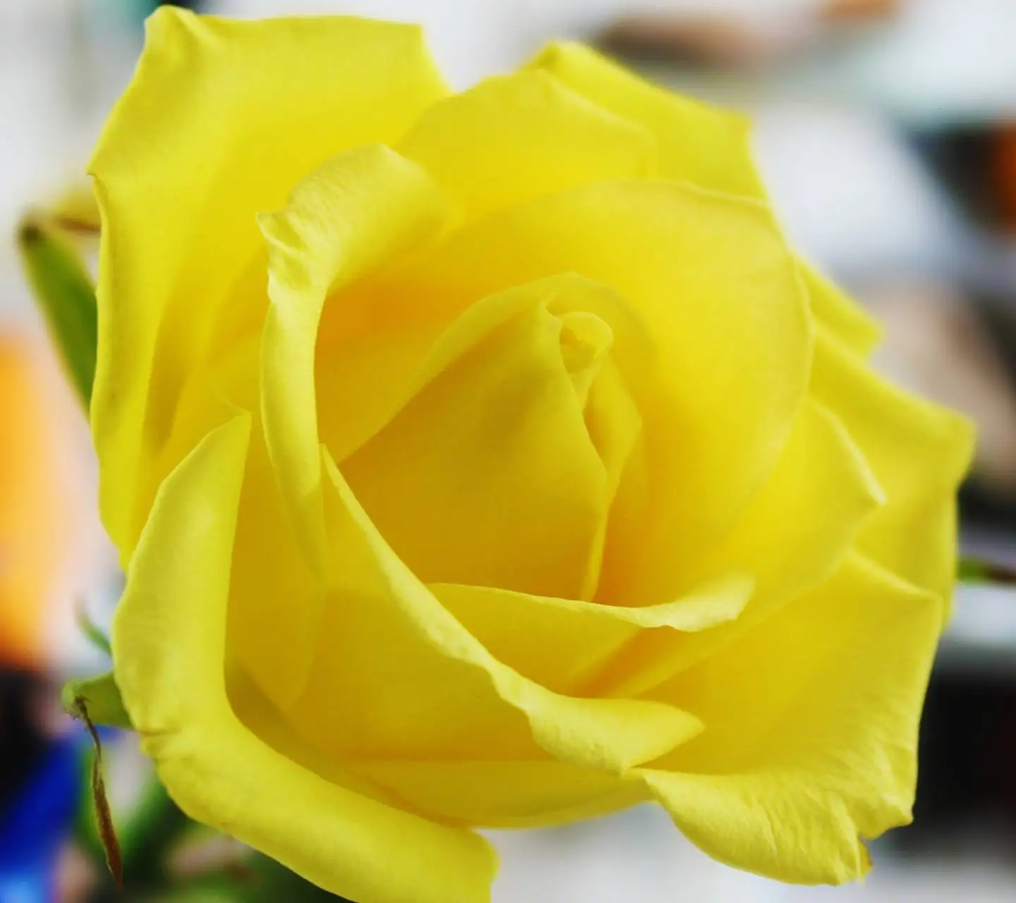 
Yellow Indian Rose Cut Flower At Naturally Groomed Rose 