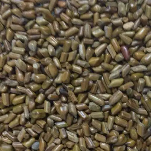 Natural high quality raw Tovara Chakvad Cassia Tora seeds Sickle Senna seeds