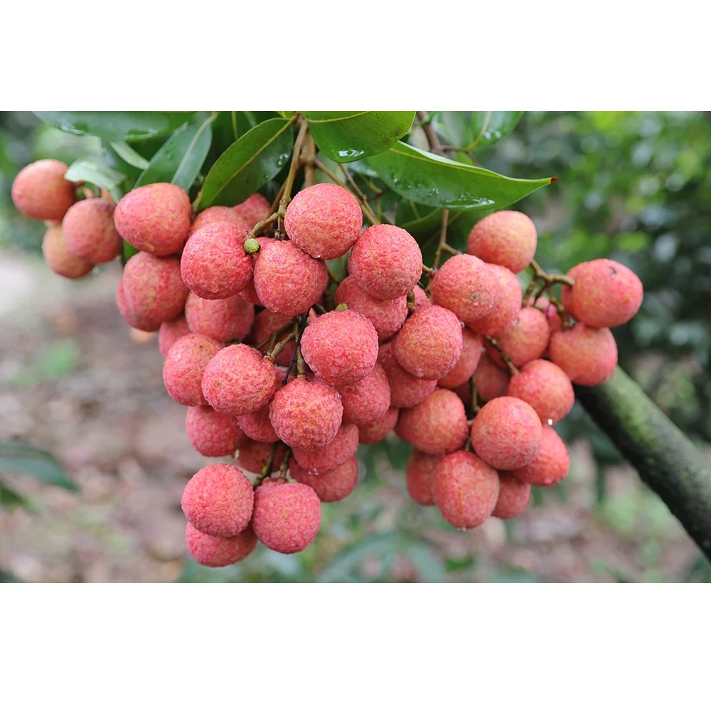  Оптовая продажа специальная кухня вкусная Органическая личи класса А с приятным вкусом из Вьетнама