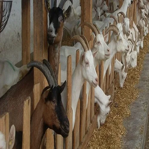 HALAL CERTIFICATE EID AL ADHA DISCOUNT PKE PKC PKM PALM KERNEL CAKE OIL FEED CHICKEN,COW,SHEEP,GOAT Rabigh SAUDI ARABIA