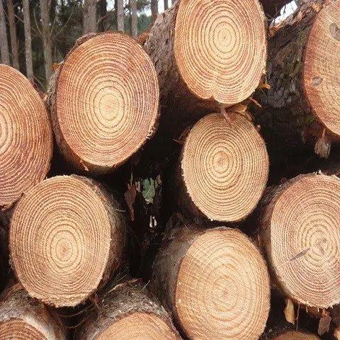 Cheap Timber Logs Teak Wood / Oak Wood Logs / Pine Wood Logs