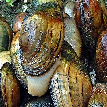 Морепродукты экспорт замороженных живых моллюсков без скорлупы голубое муслиновое мясо