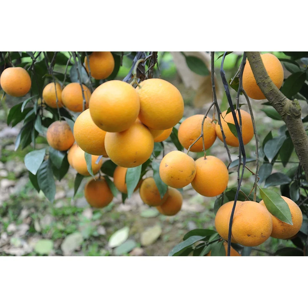 Специальная кухня класса А органический оранжевый с очень нежным приятным вкусом из Вьетнама