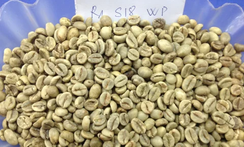 Вьетнамские кофейные зерна с влажной полировкой ROBUSTA