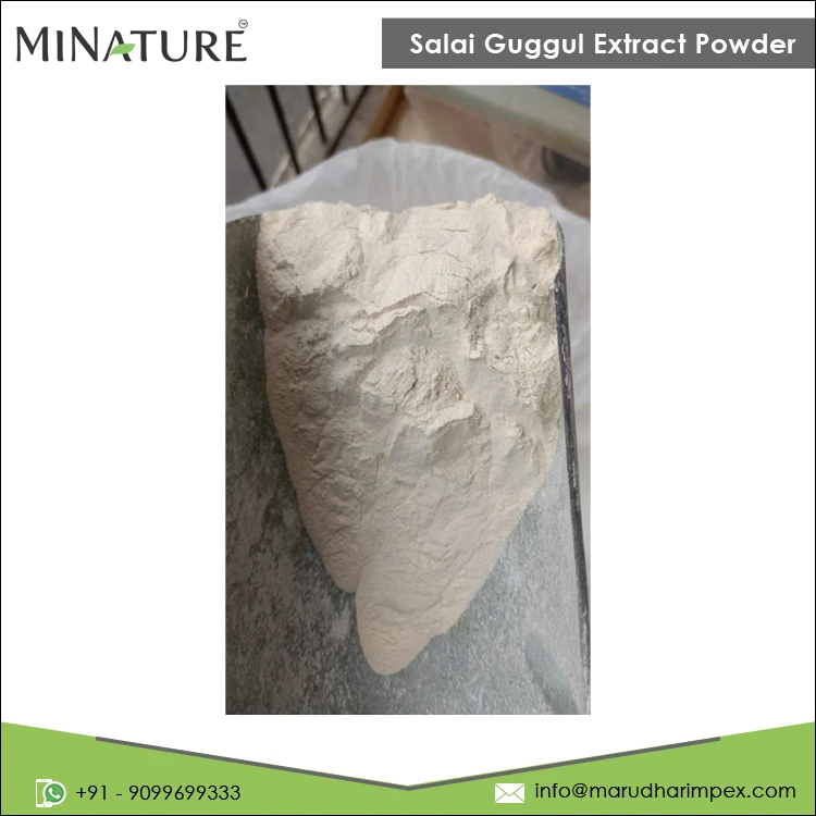 100% Pure Best Quality Widely Selling Salai Guggul Extract Powder at Wholesale Price from Indian Supplier