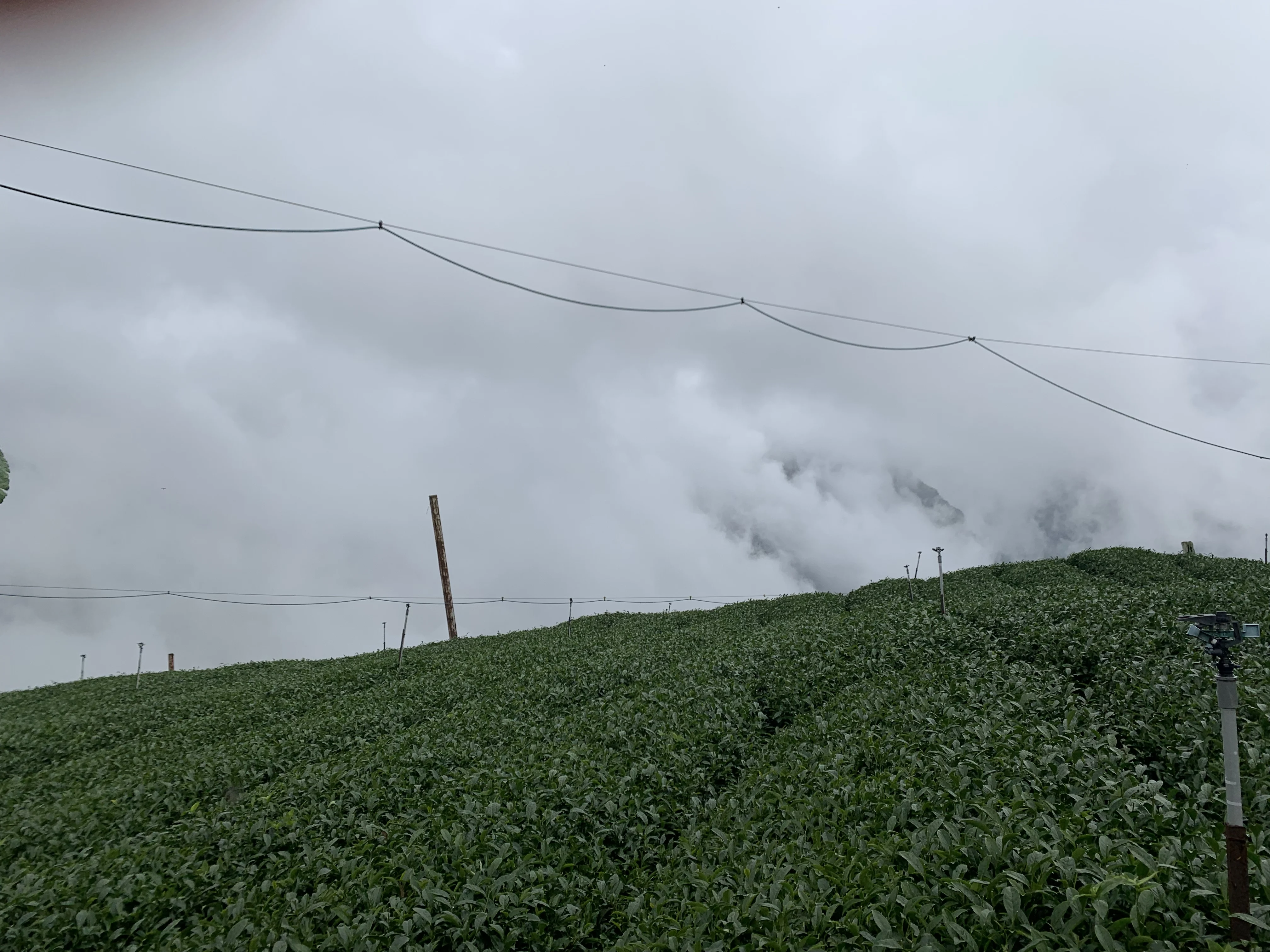 Taiwan Alishan oolong  tea High  mountain oolong green tea leaf high quality wholesale OEM ODM 150g