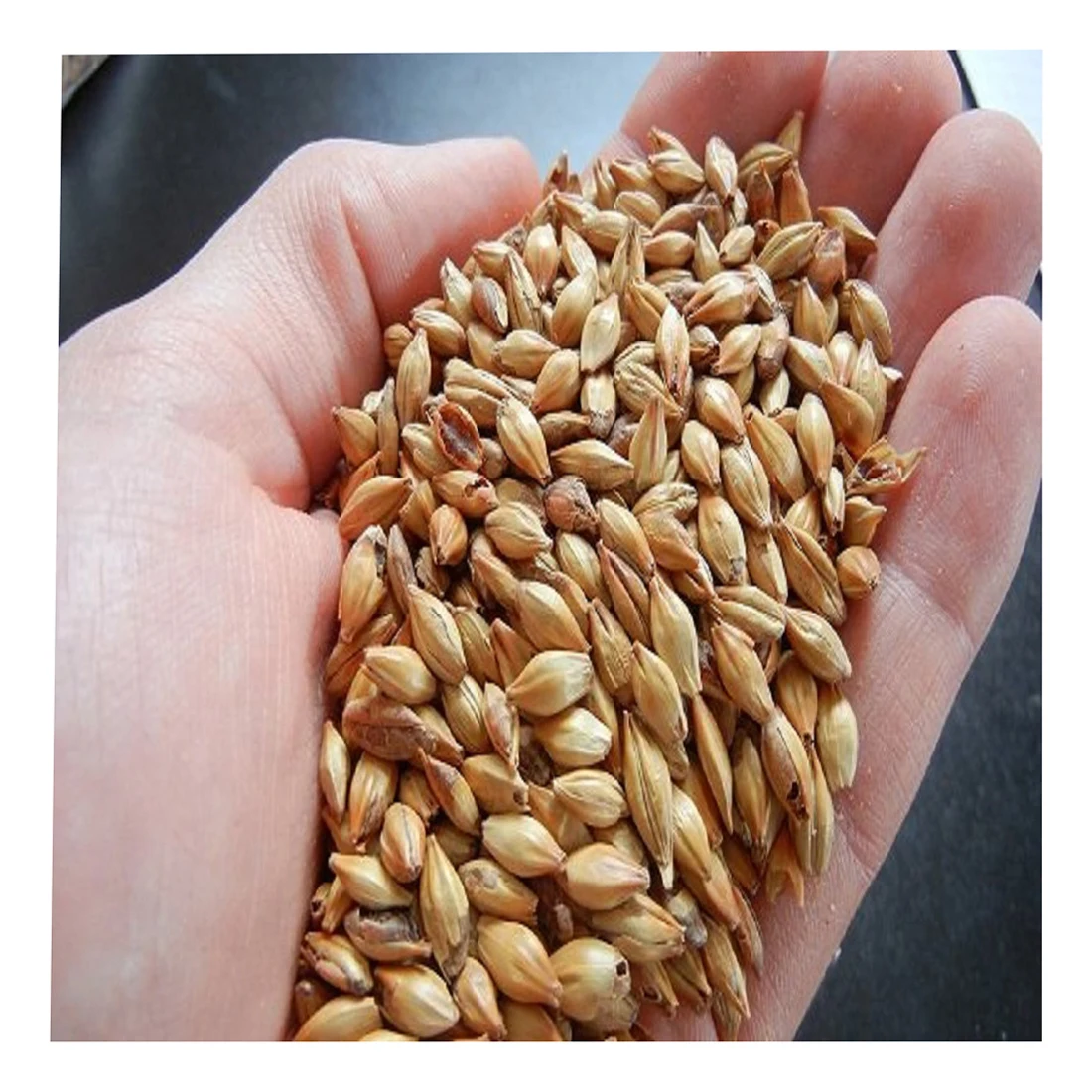 
Best quality barley grain in bulk for brewing beer, barley grain 