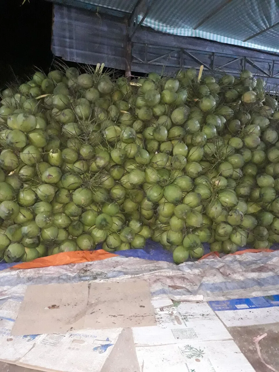 Кокосовый молодой кокос высокого качества по лучшей цене в 2021 году