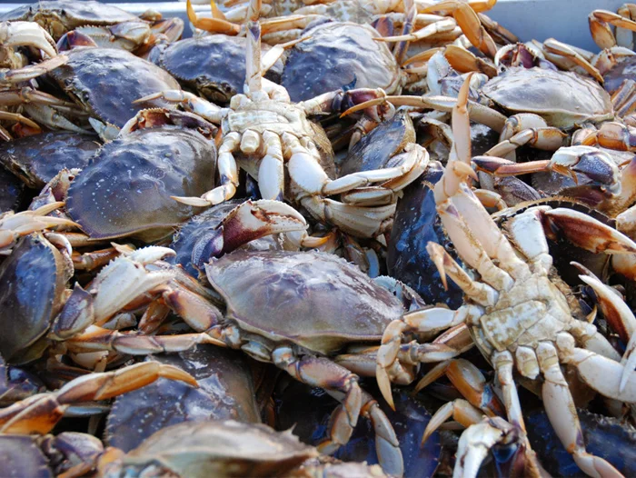 Blue Swing Crab /