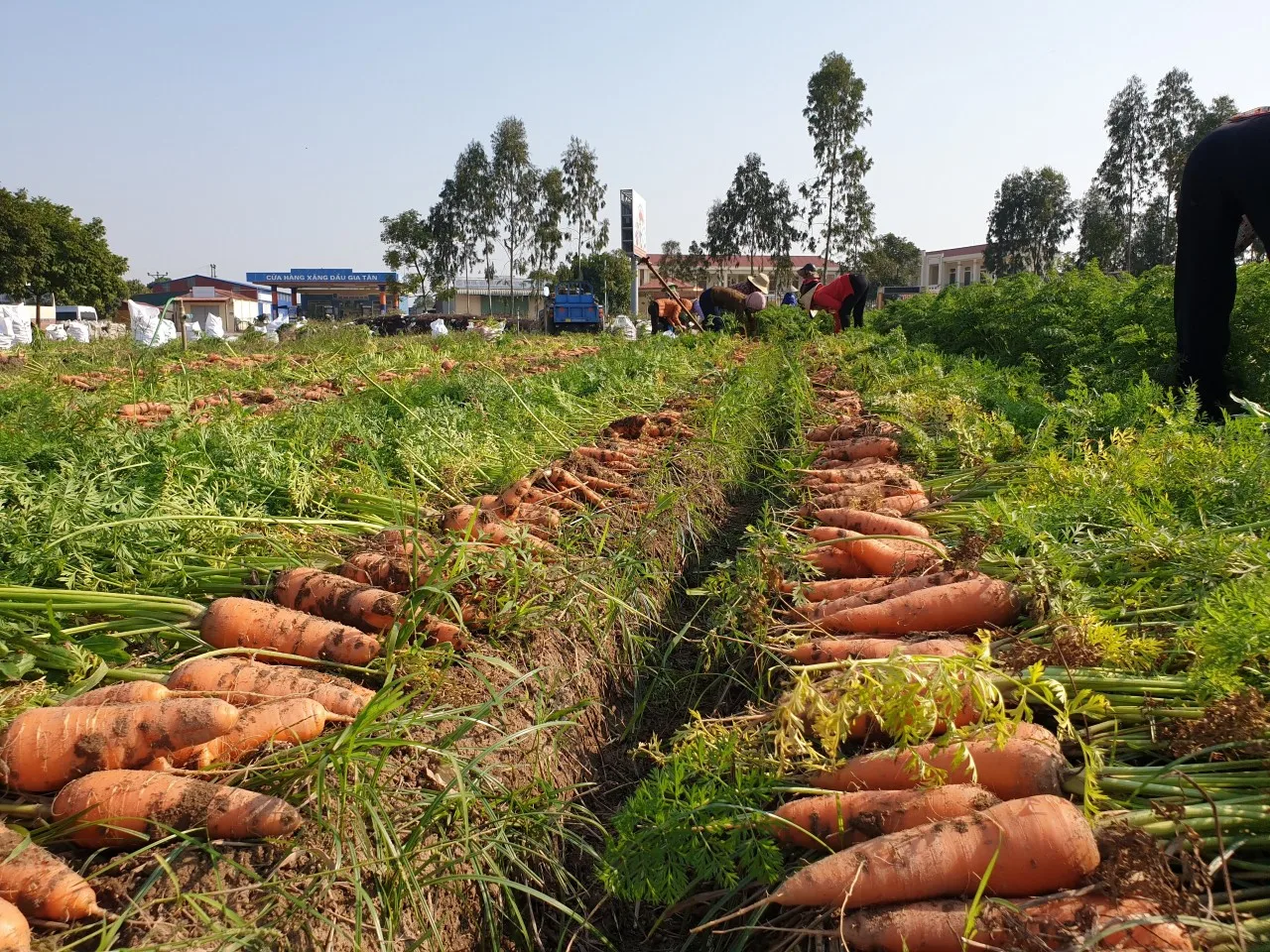 Большой поставщик новейшего урожая высококачественной замороженной органической моркови свежей по лучшей цене + 84-902803631