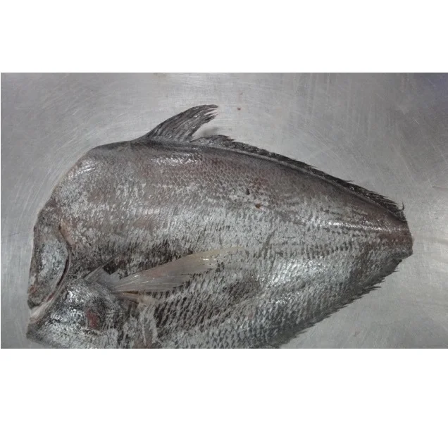 High Quality fish or Brama HG