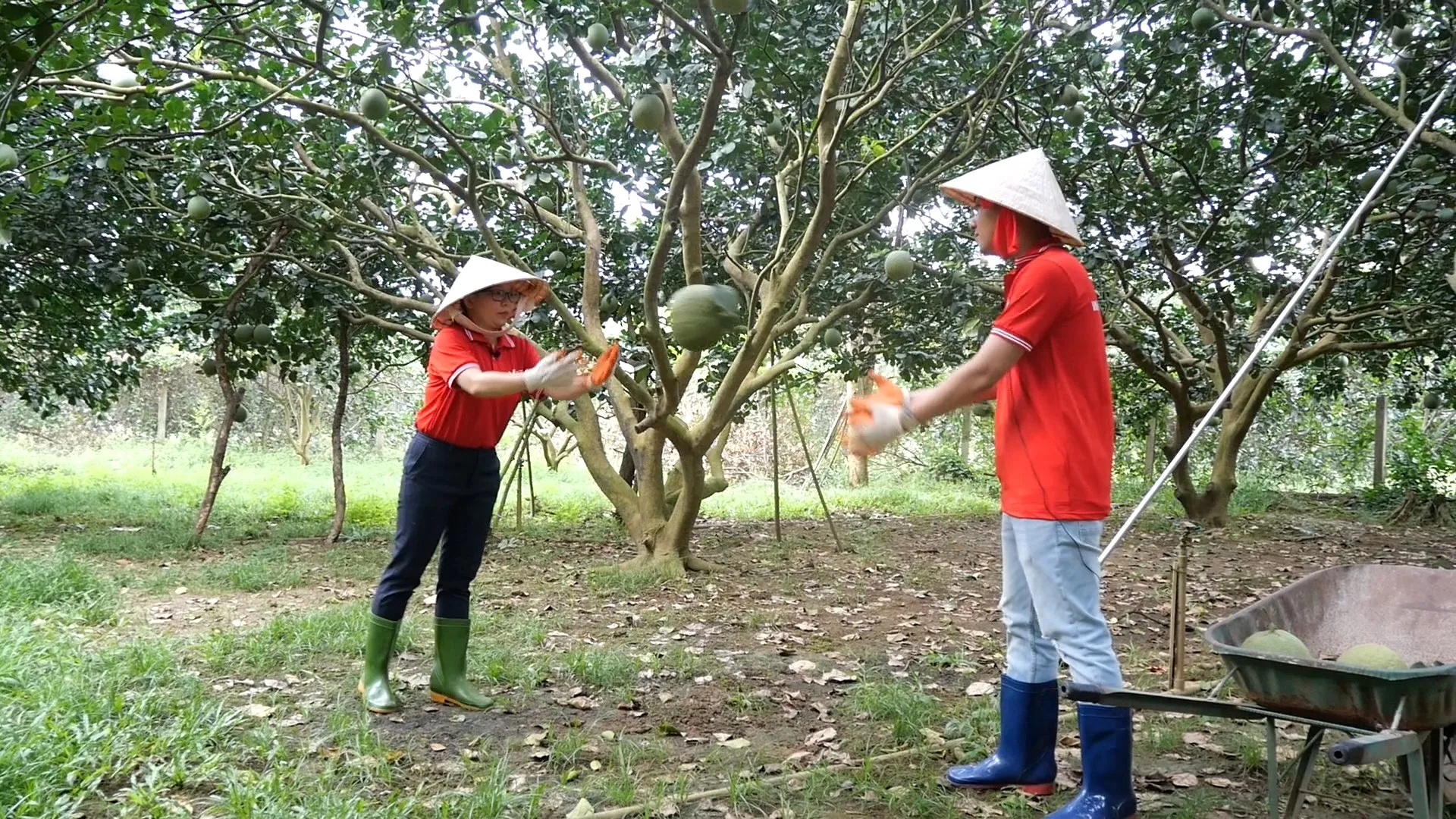 330 мл бутылка VINUT, сверкающий клубничный сок, напиток, Клубничная коробка, клубничный фрукт Oem
