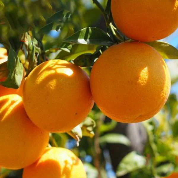 Свежая мандарина Клементина мандарин клементин из Пакистана сезон 2022