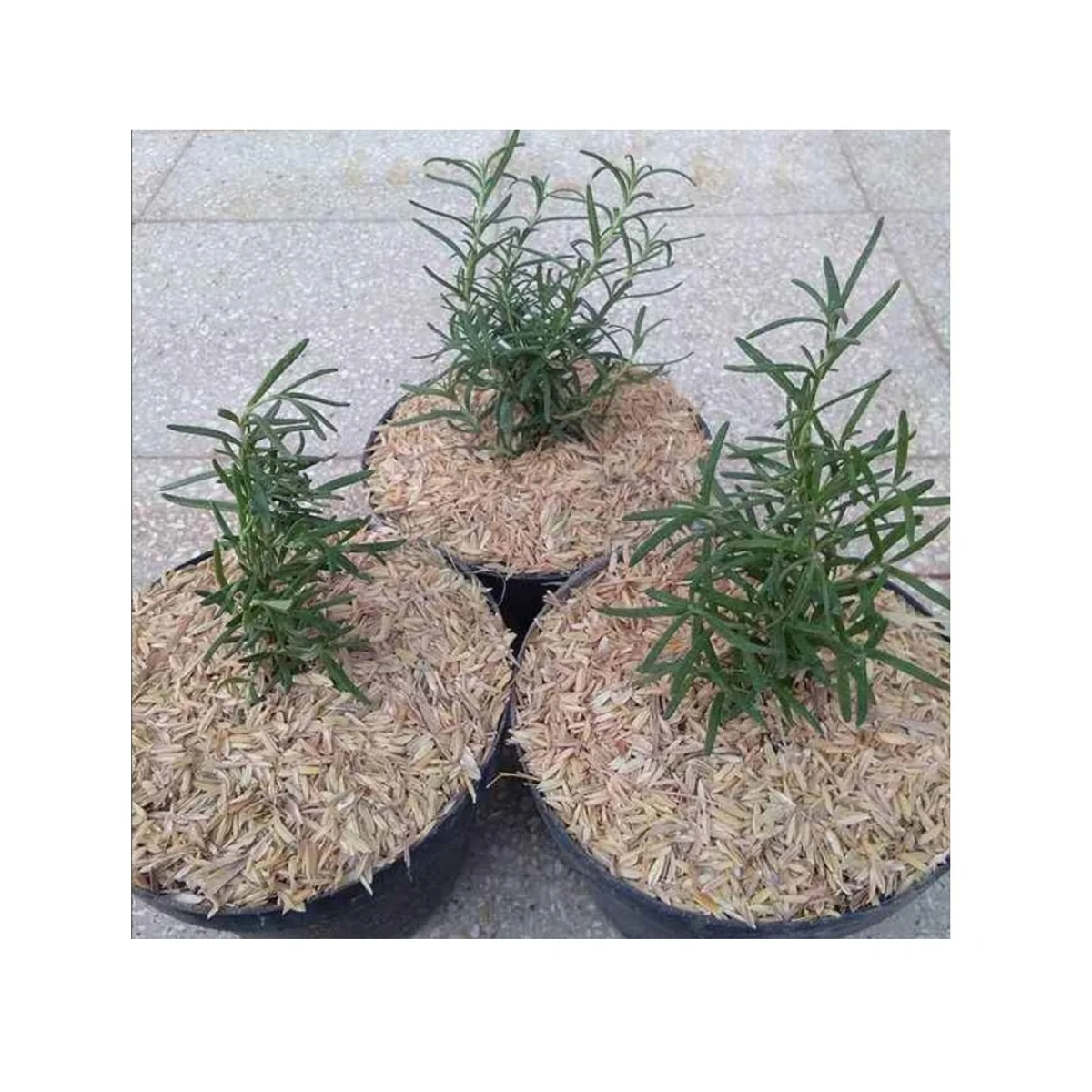 Натуральная Органическая Желтая шелуха риса с 5-10% влагой, используемая для удобрений из малайзии