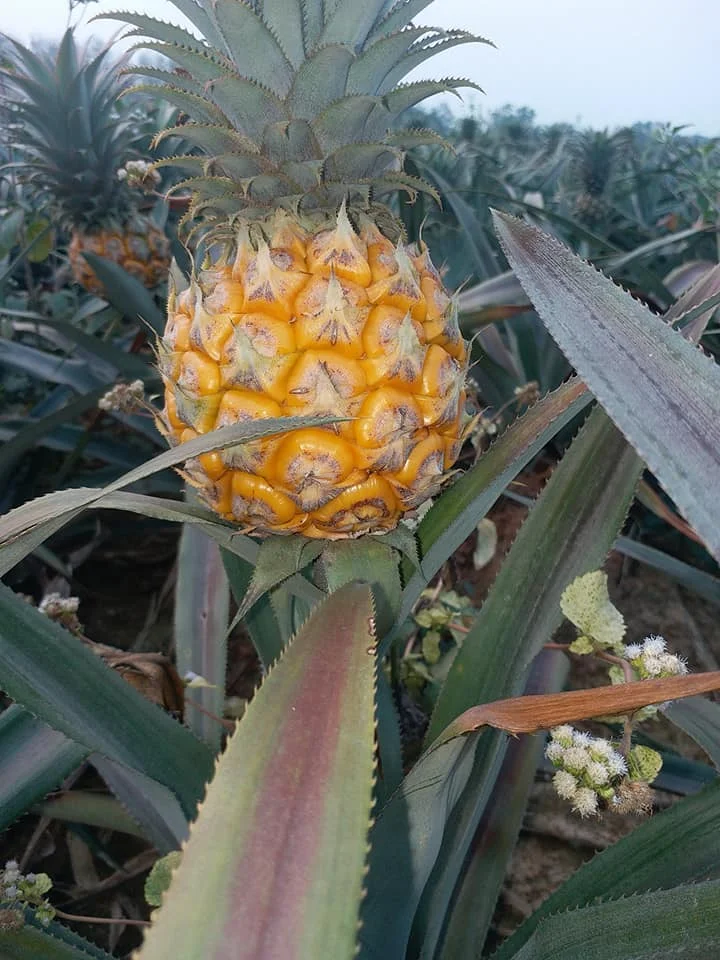 HASU лучший выбор премиум класса 2021 Новый Урожай милый свежий мини Ананас Фрукты отправка из Вьетнама