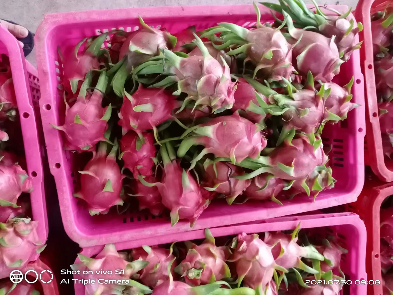 Vietnam dragon fruit exported to India  Indonesia Market