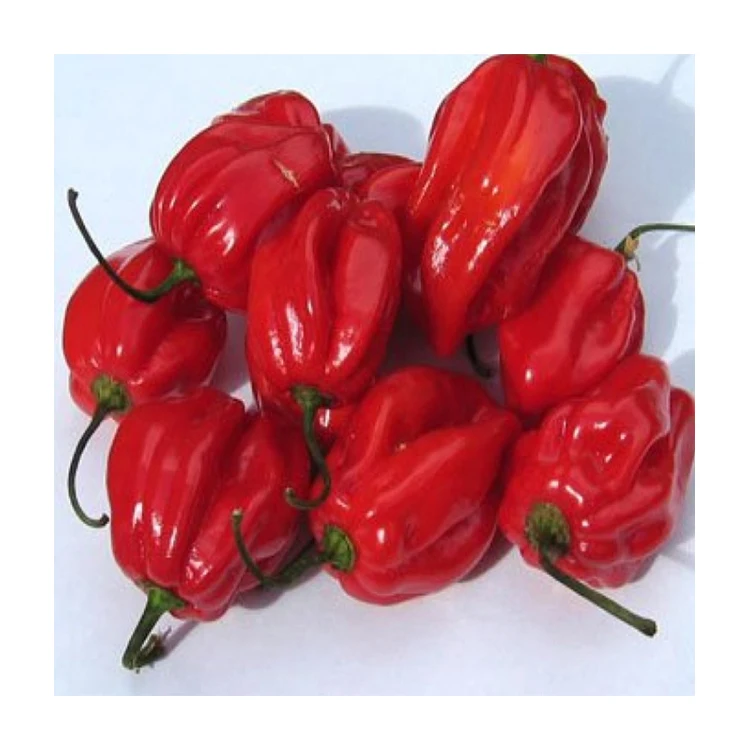 Top Quality Natural Organic Habanero Fresh Pure Capsaicin Red Chili Pepper For Sale