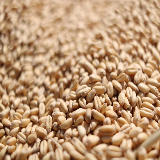 Wheat High Quality Natural Whole Grain Dried Style for Soft Bread Making