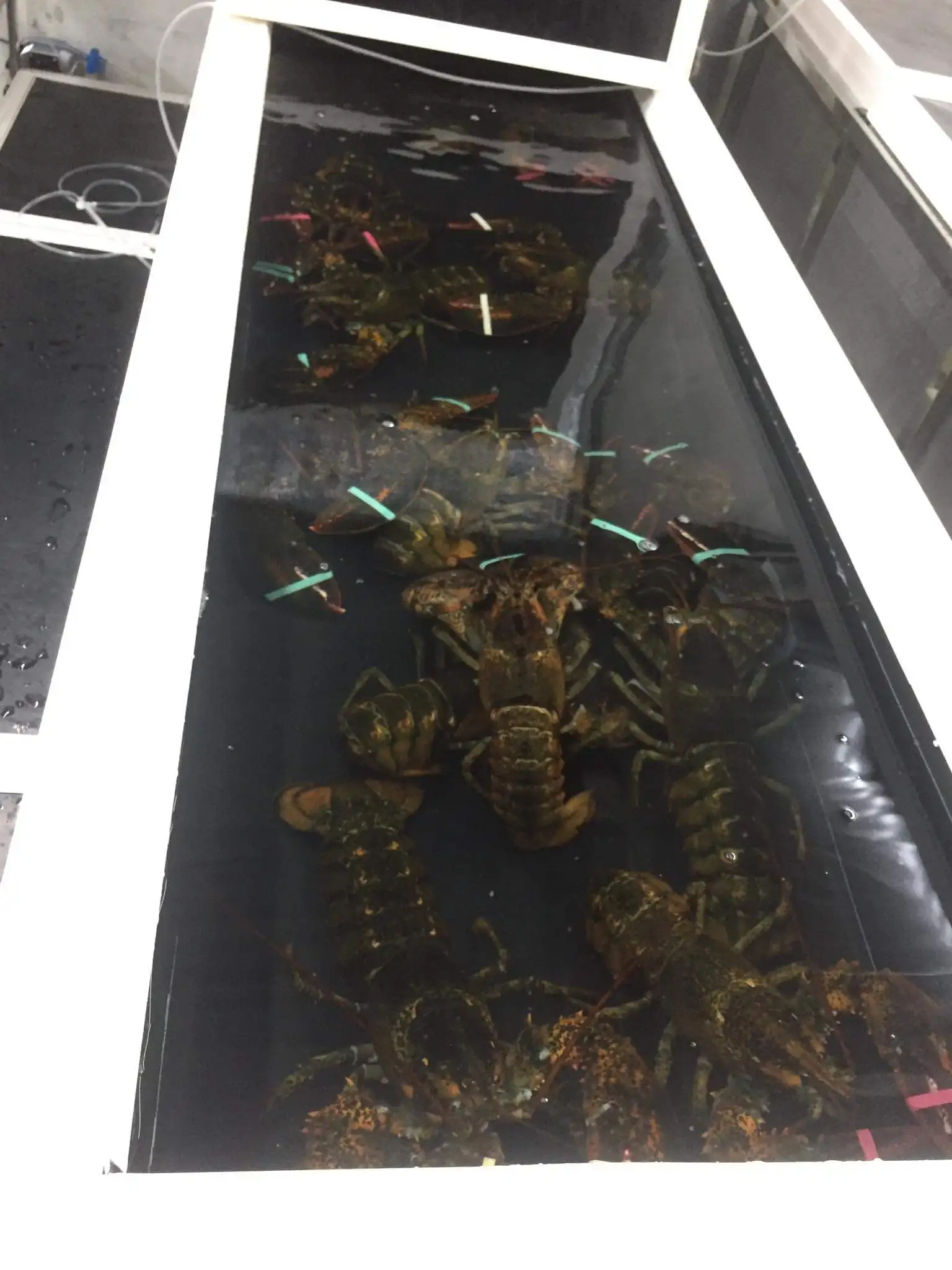 Живой канадский Лобстер/замороженный Лобстер | СВЕЖИЙ КАЧЕСТВЕННЫЙ красный для продажи