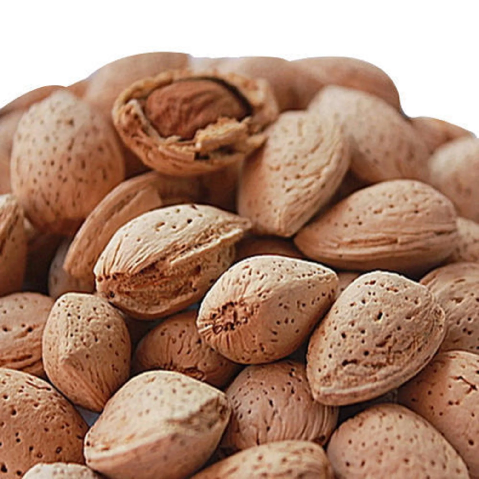 Сырые сушеные зерна Горького абрикоса для продажи