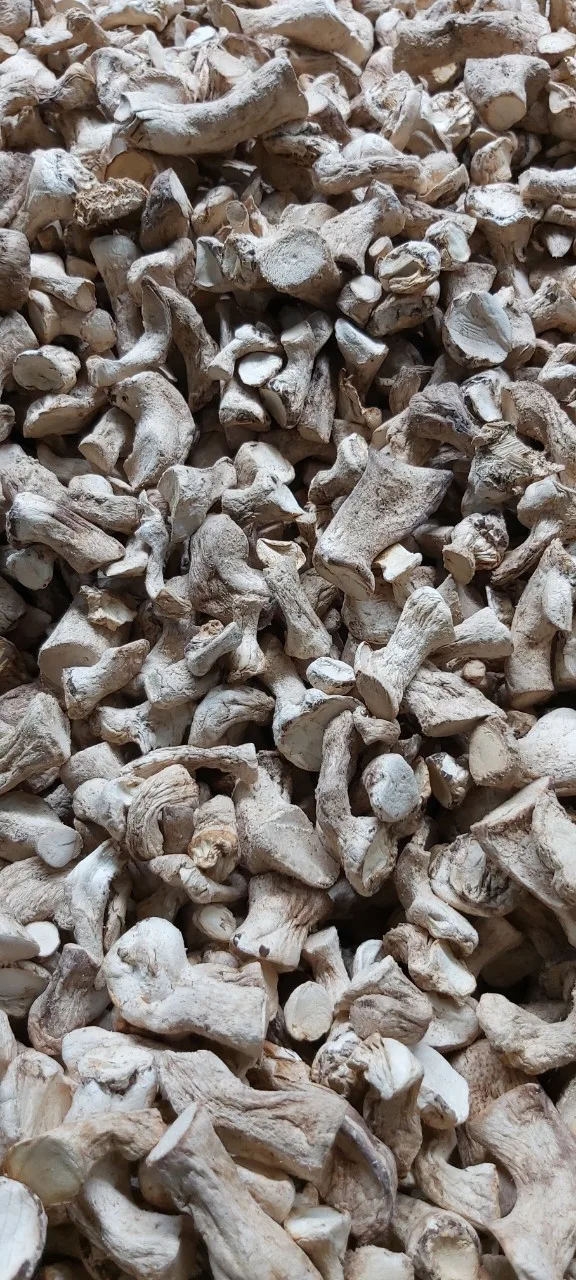 Оптовая Выращивание свежих грибов из Вьетнама мс