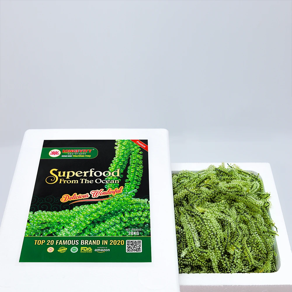 20Kg Weight Pleasant 10Cm Length Seaweed Shelf Life 7 10 Days Sea Grapes