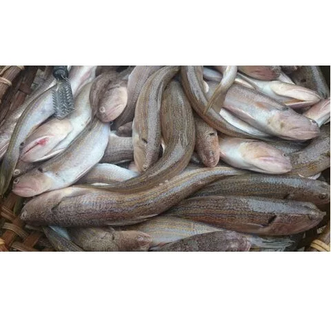 Best Price Natural Frozen Fresh Raw Fish Seafood Body Part Dried Lizard Fish With Air-Dried Processing From Vietnam