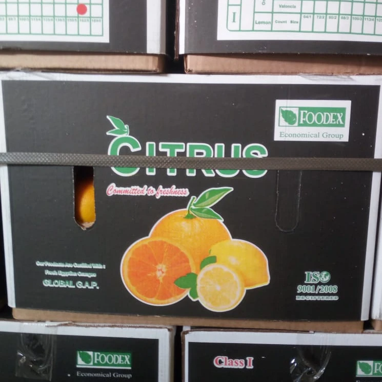 common fresh Egyptian orange