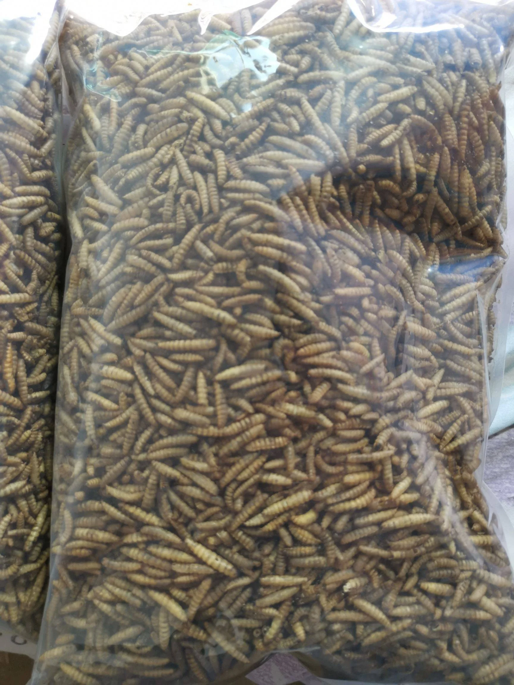 Chinese factory feed additives black soldier fly powder breeding