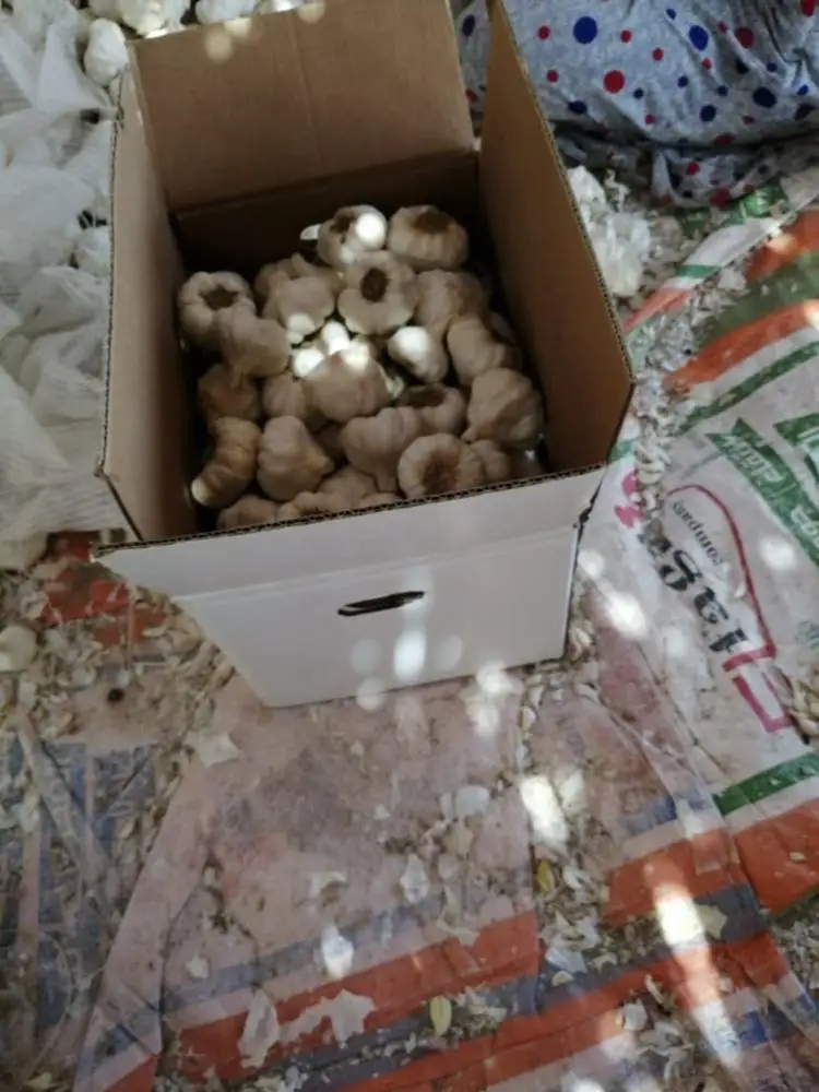 dry white & Purple  Garlic for export 2019