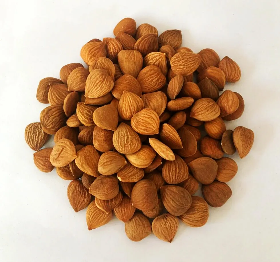 Organic Apricot Seeds Vitamin B17 B15 Source Bitter Apricot Kernels