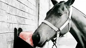 Соль для животных с витамином и минералом крупного рогатого скота овец собак