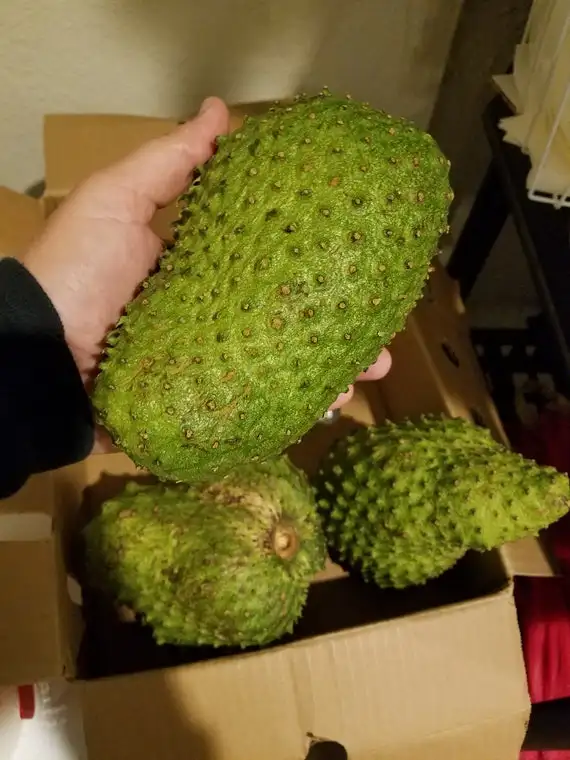 FRESH SOURSOP FRUIT GRAVIOLA FRUIT, HP : 0084 917 476 477