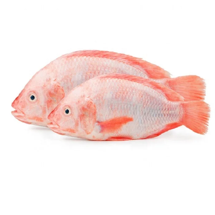 Good Prices Fish Seafood Frozen Red Tilapia