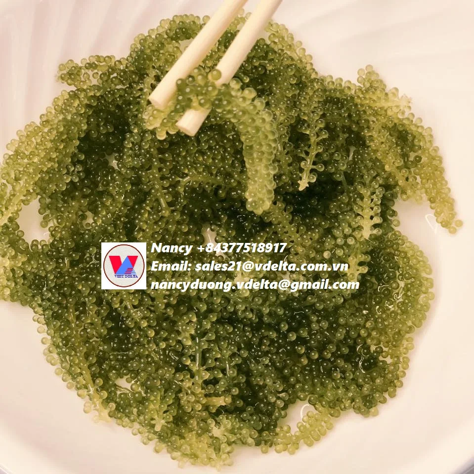 BEST PRICE SEA GRAPES SABUDO IN VIETNAM/UMI-BUDOU SEAWEED OR GREEN CAVIAR HEALTHY SEA FOOD OR SEA GRAPES/Amy +84 383 655 628