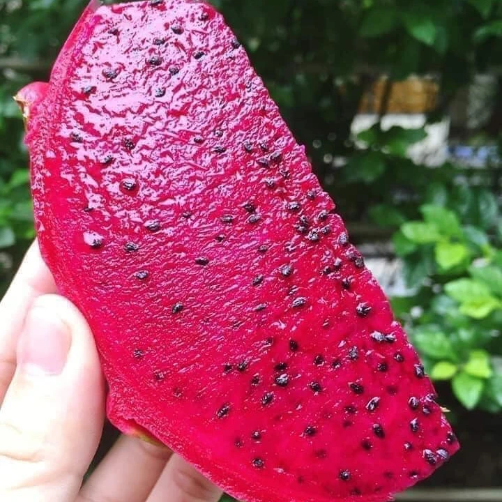 Высококачественные свежие фрукты с изображением красного дракона ярко-красного розового цвета 10 кг внутри