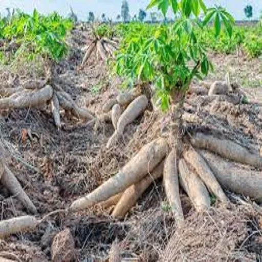 
Cassava High Quality - fresh cassava root - best price 