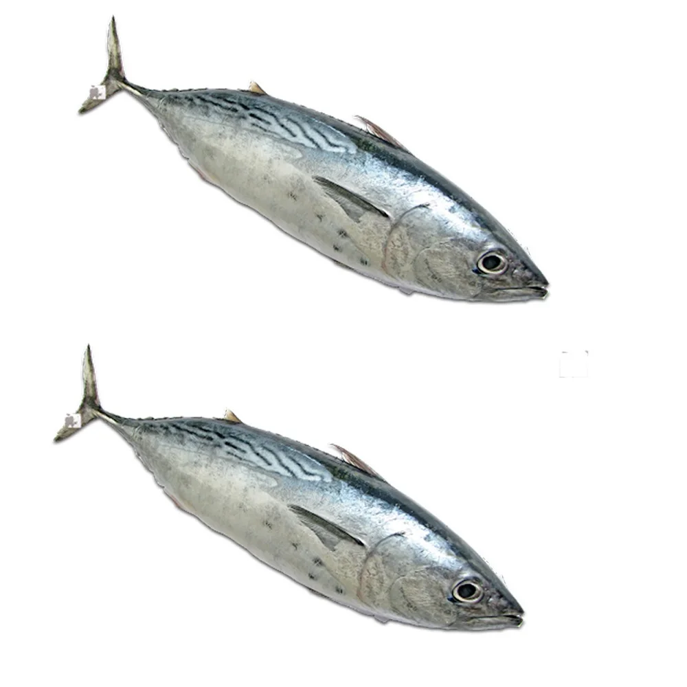 New Product Nutritious Organic Frozen Whole Eastern Little Tuna Fish From Vietnam