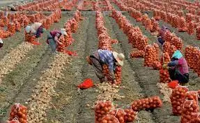 Fresh Red Onion- Onion Fresh High Quality  Whatsap 0084 989 322 607