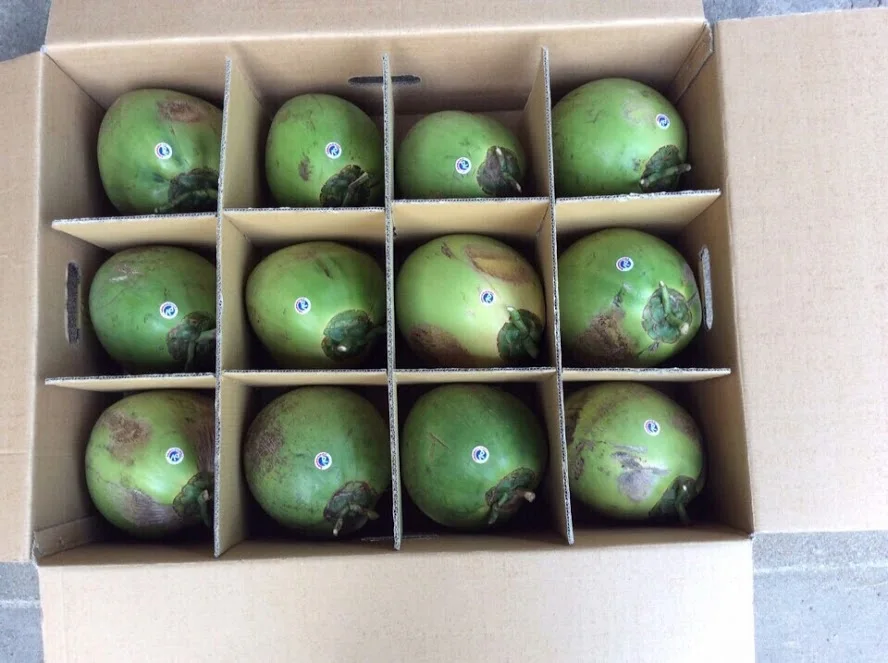FRESH XIEM COCONUT FROM VIETNAM ( +84383234316)