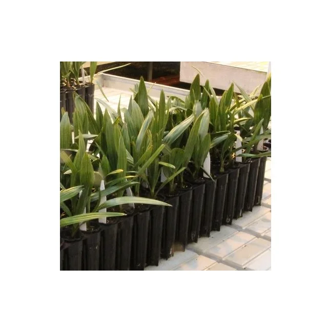 Best quality Plant Palm Tissue Culture Date Seedlings