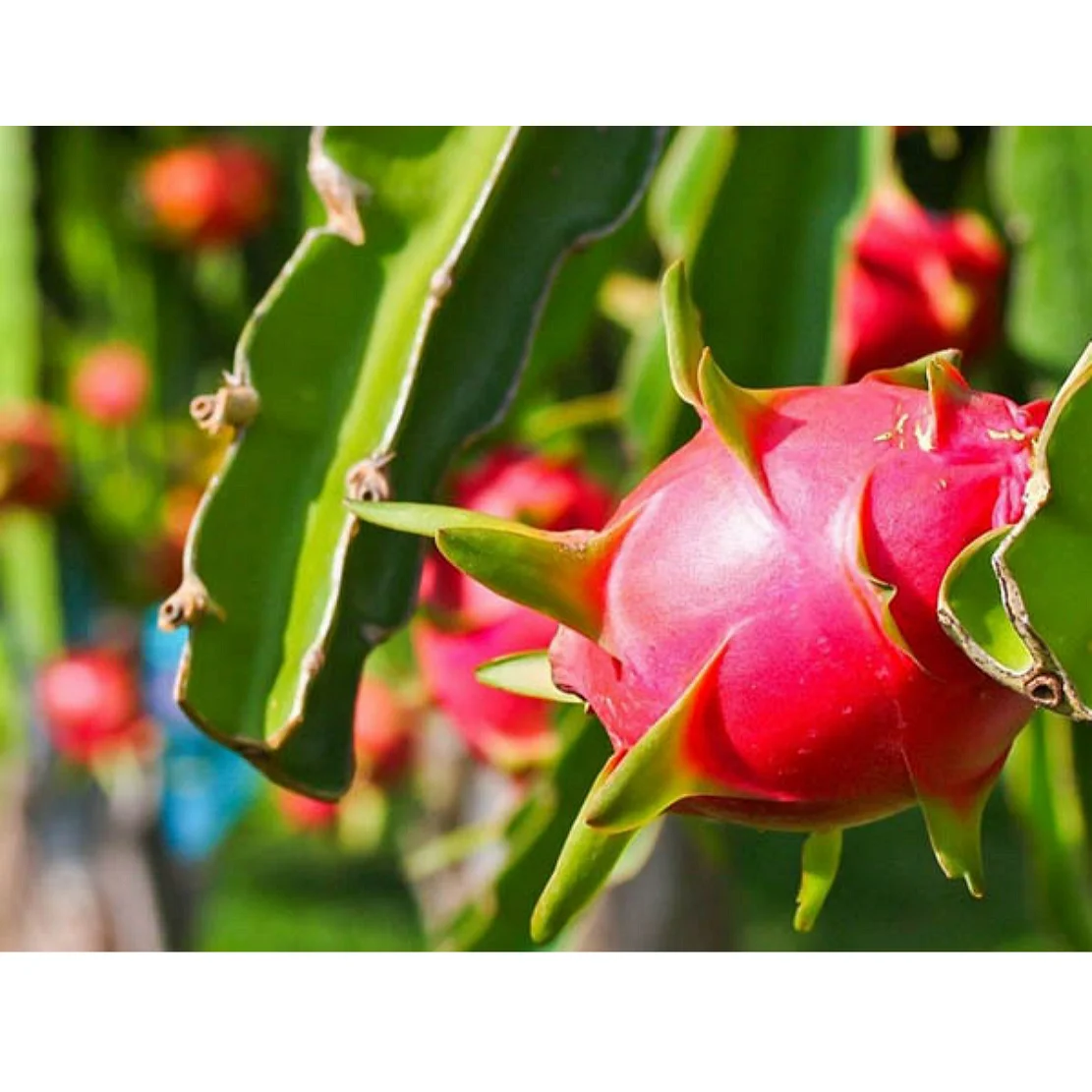 PITAYA Высокое качество 100% свежий красный/белый дракон фрукты (+ 84 589330283/whatsapp/Ms Daisy)