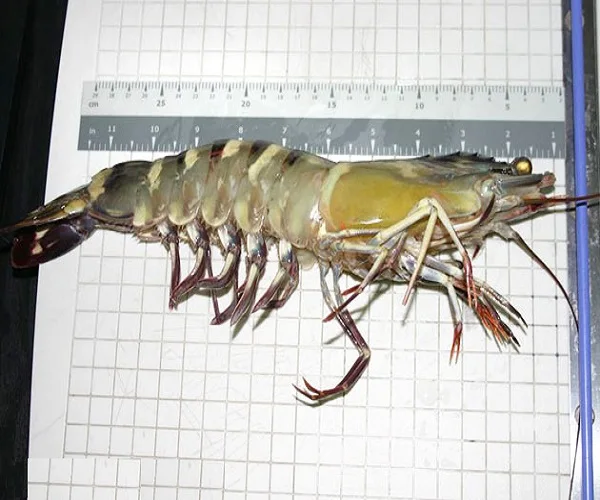 Хит продаж морепродукты замороженные креветки Vannamei по низкой цене качественные белые на экспорт