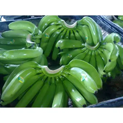 Продажа свежих зеленых бананов CAVENDISH!