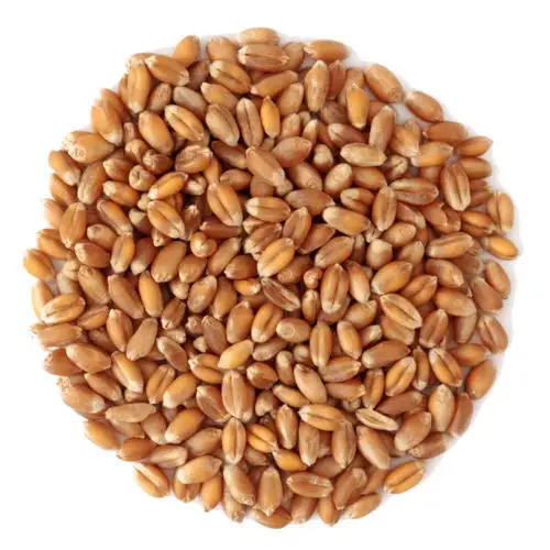 Exporter and Manufacturer of Top Quality Organic Soft Wheat Grain For Bulk Seller from India