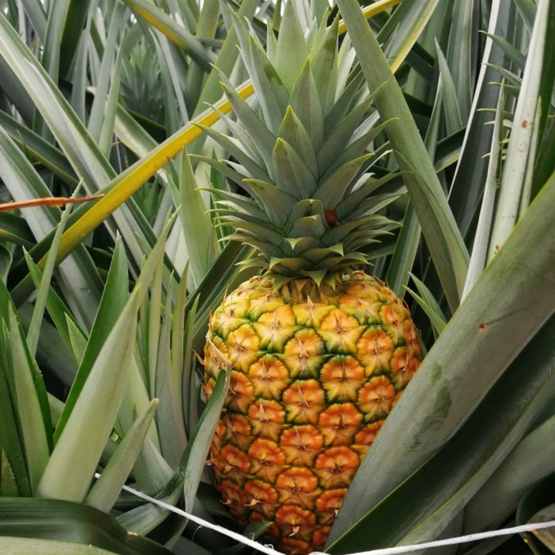 Fresh Quality Pineapples Now Available