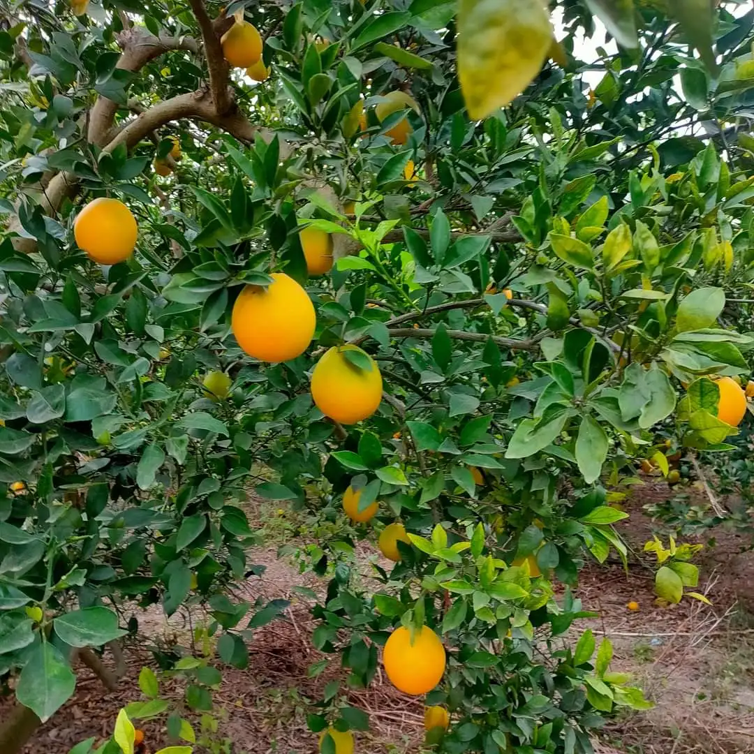 
Fresh Orange Valencia High quality good price 